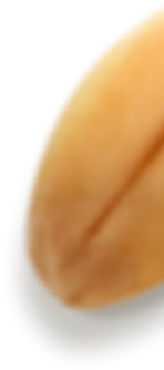 Seed