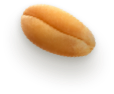Seed