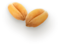 Seed