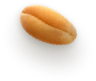 Seed