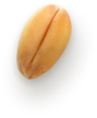 Seed
