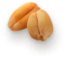 Seed