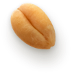 Seed